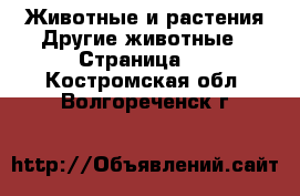 Животные и растения Другие животные - Страница 2 . Костромская обл.,Волгореченск г.